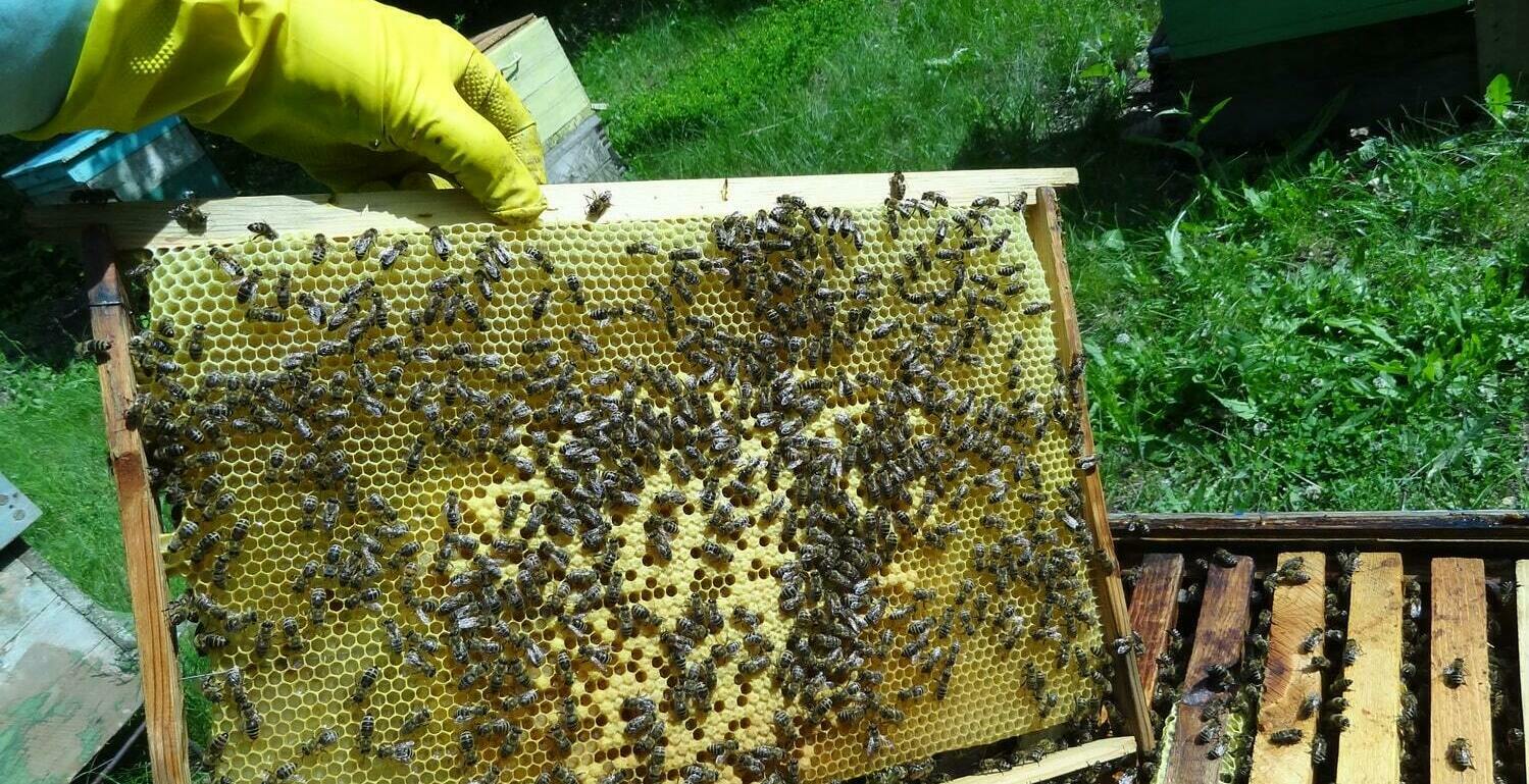 Расплод пчелиной семьи