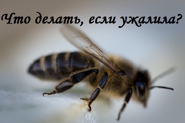 фото пчелы